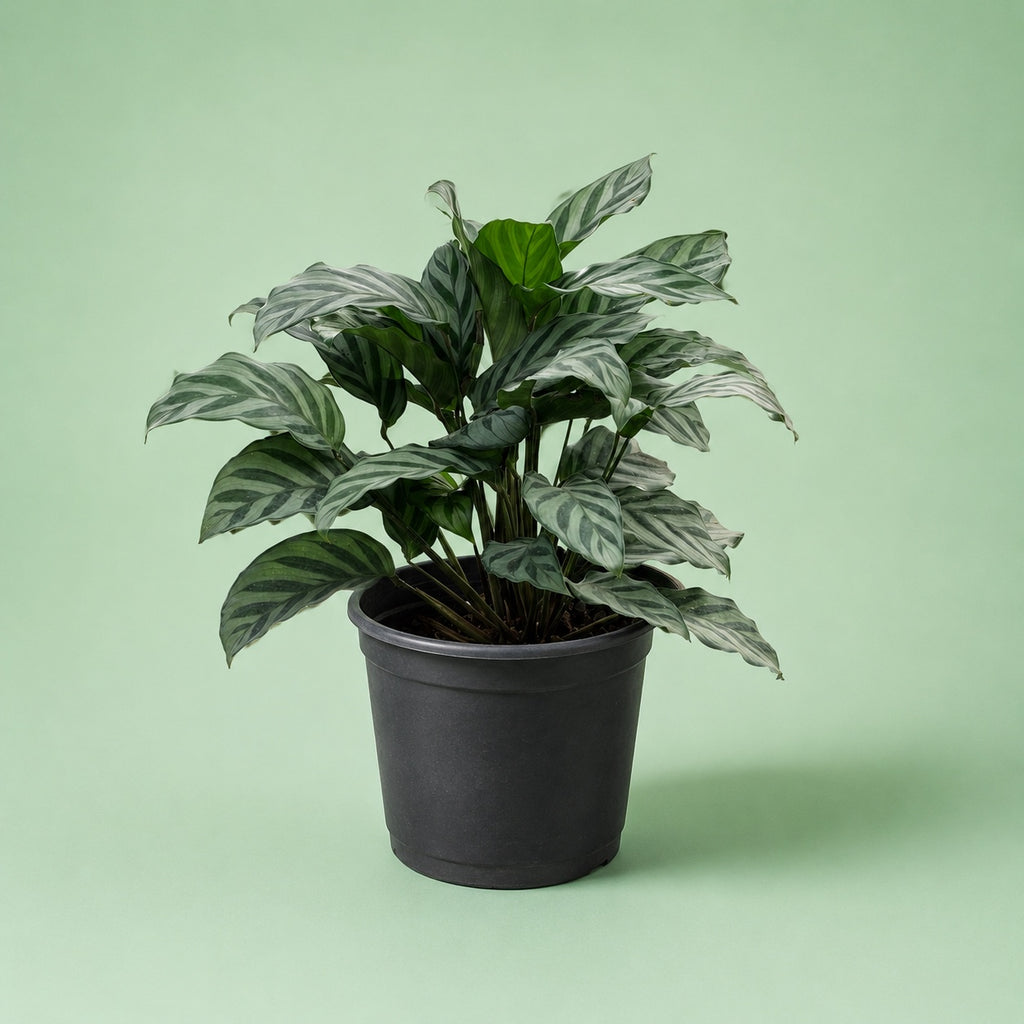 Calathea Grey Star - Green Mist