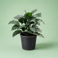 Calathea Grey Star - Green Mist