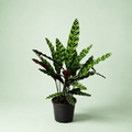Calathea lancifolia - كلاثيا - Green Mist