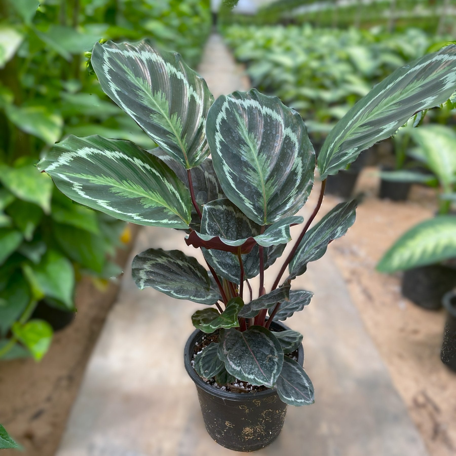 Calathea Roseopicta - كلاثيا - Green Mist