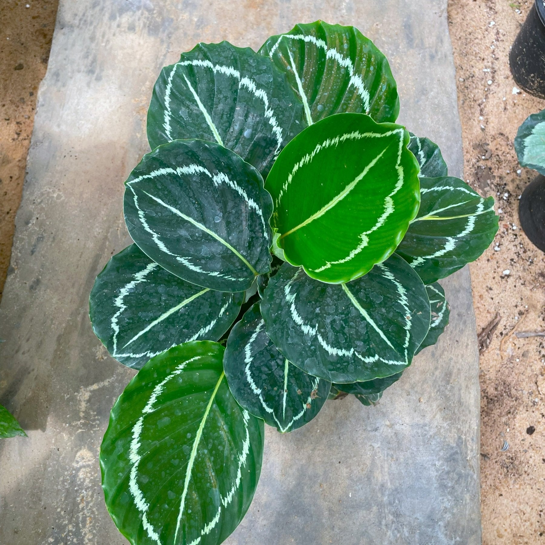 Calathea Roseopicta - كلاثيا - Green Mist