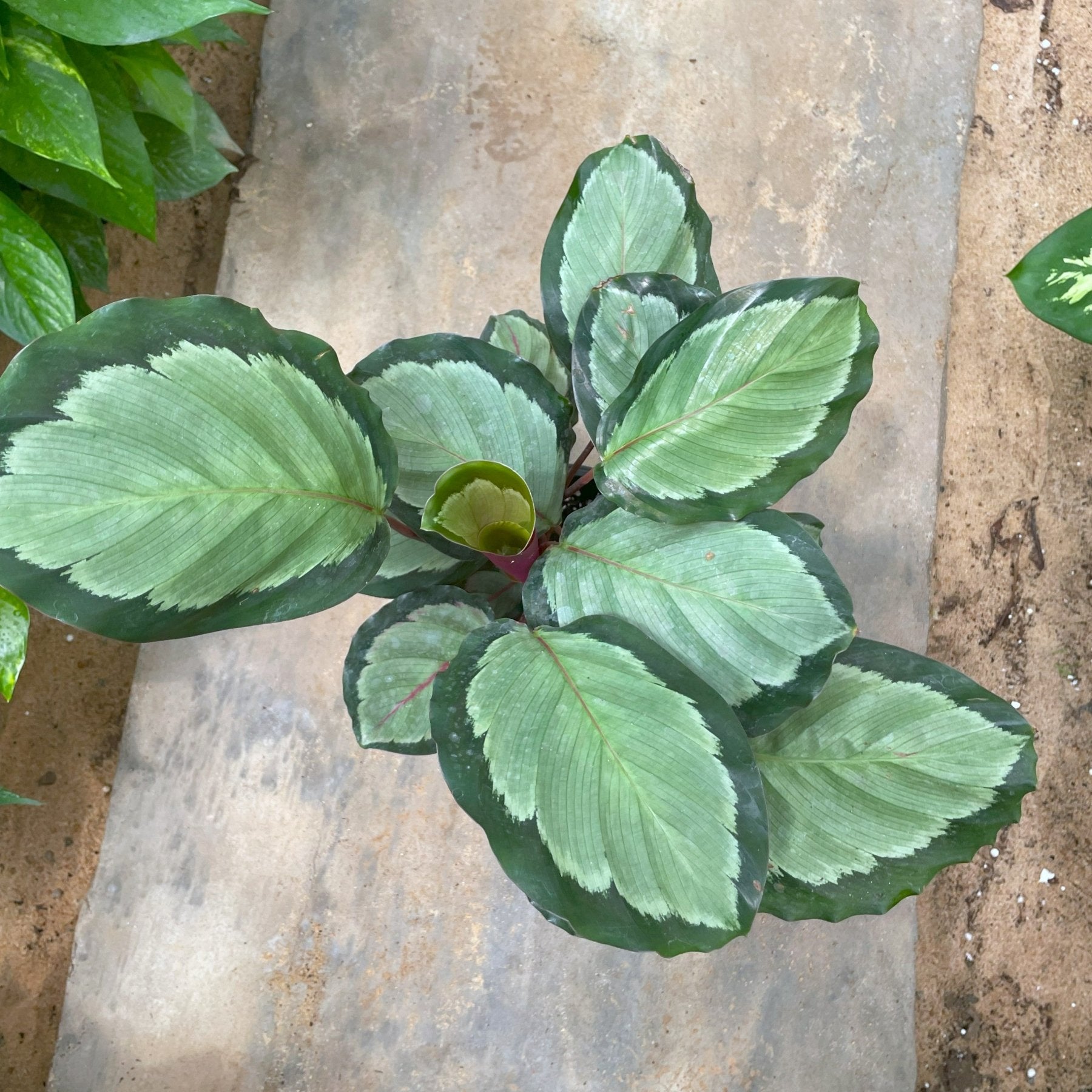 Calathea Roseopicta - كلاثيا - Green Mist
