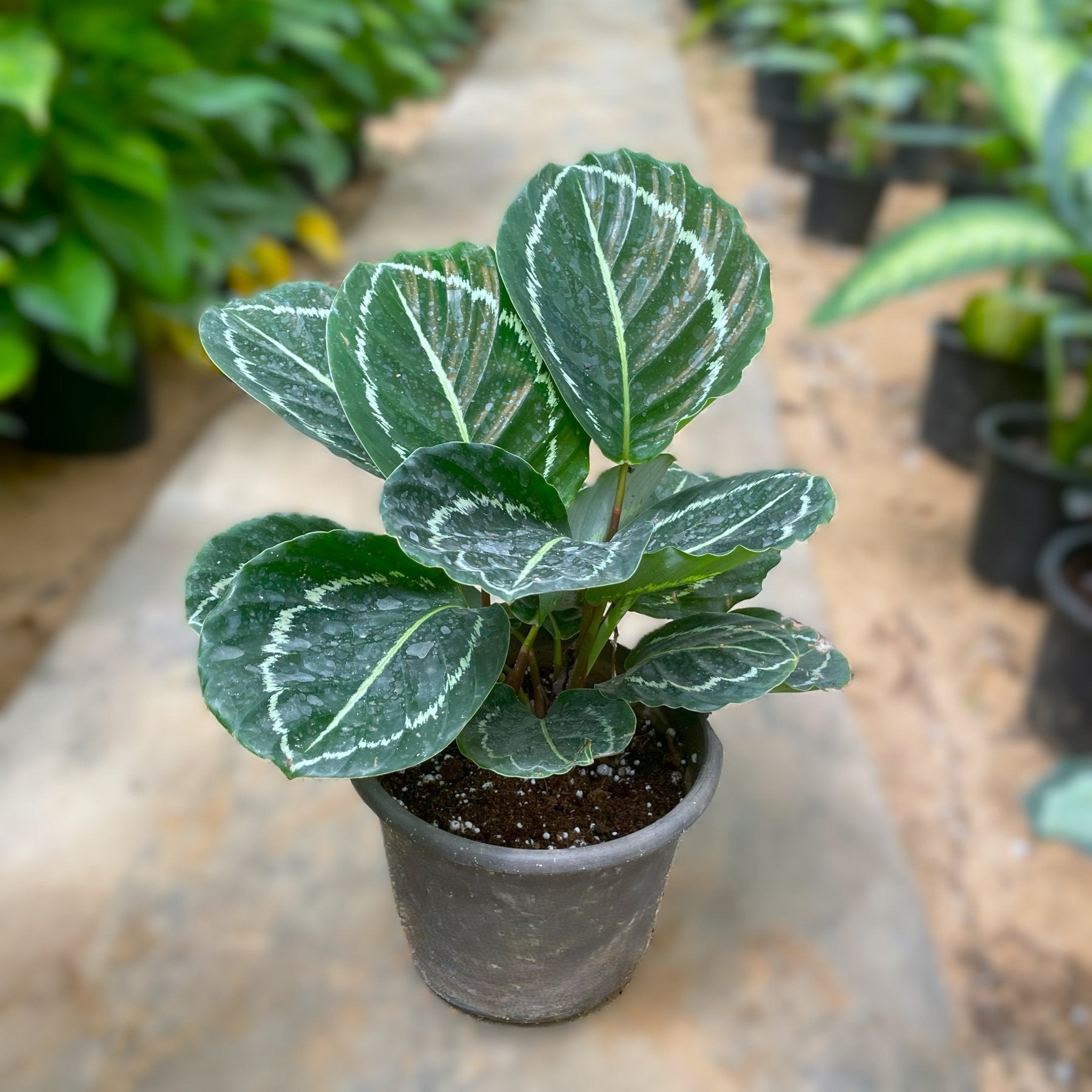 Calathea Roseopicta - كلاثيا - Green Mist