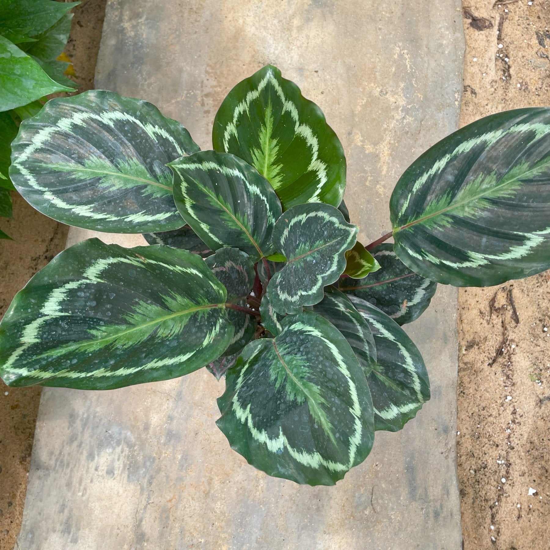 Calathea Roseopicta - كلاثيا - Green Mist