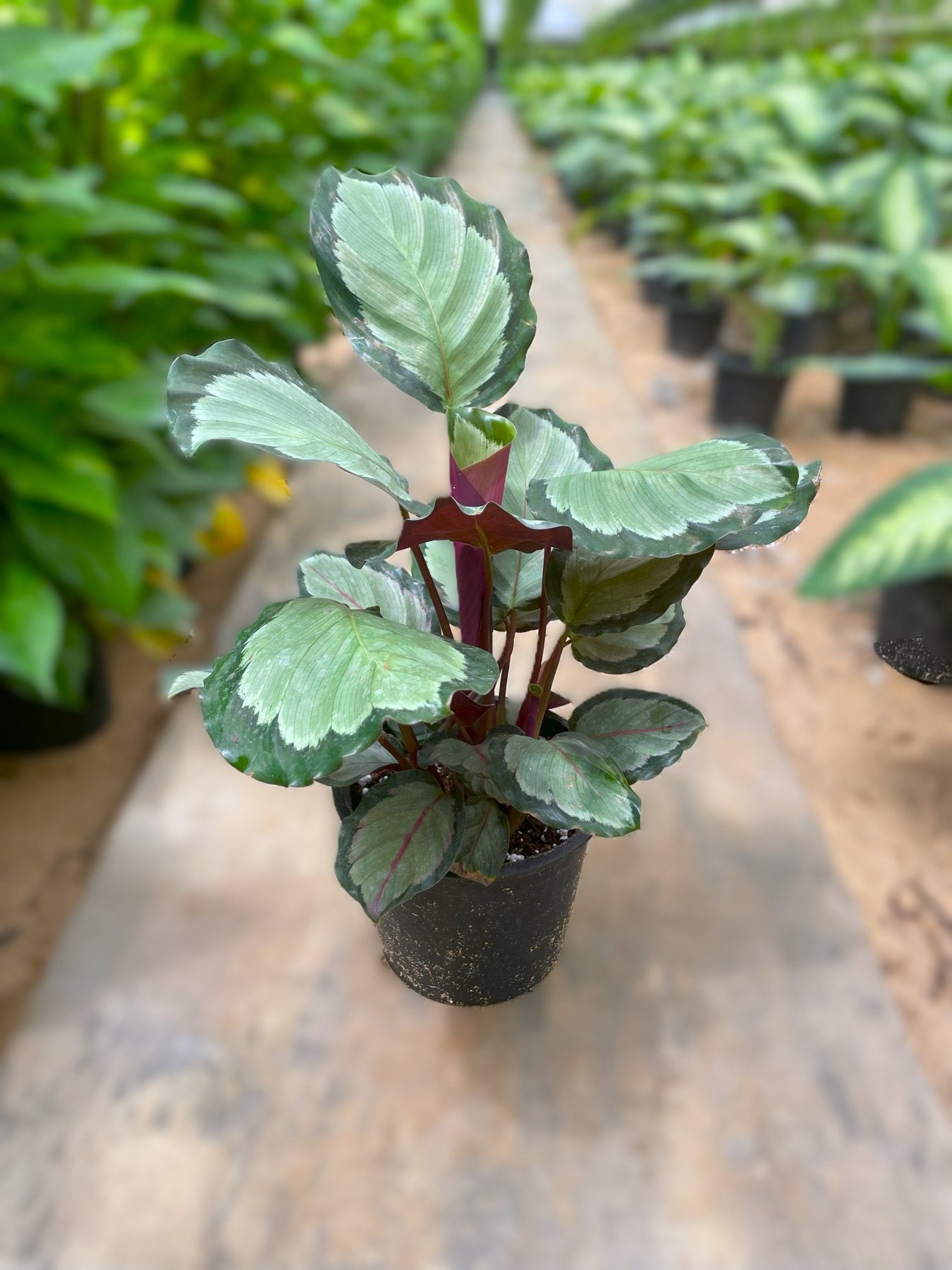 Calathea Roseopicta - كلاثيا - Green Mist