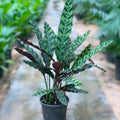 Calathea Snake - كلاثيا - Green Mist