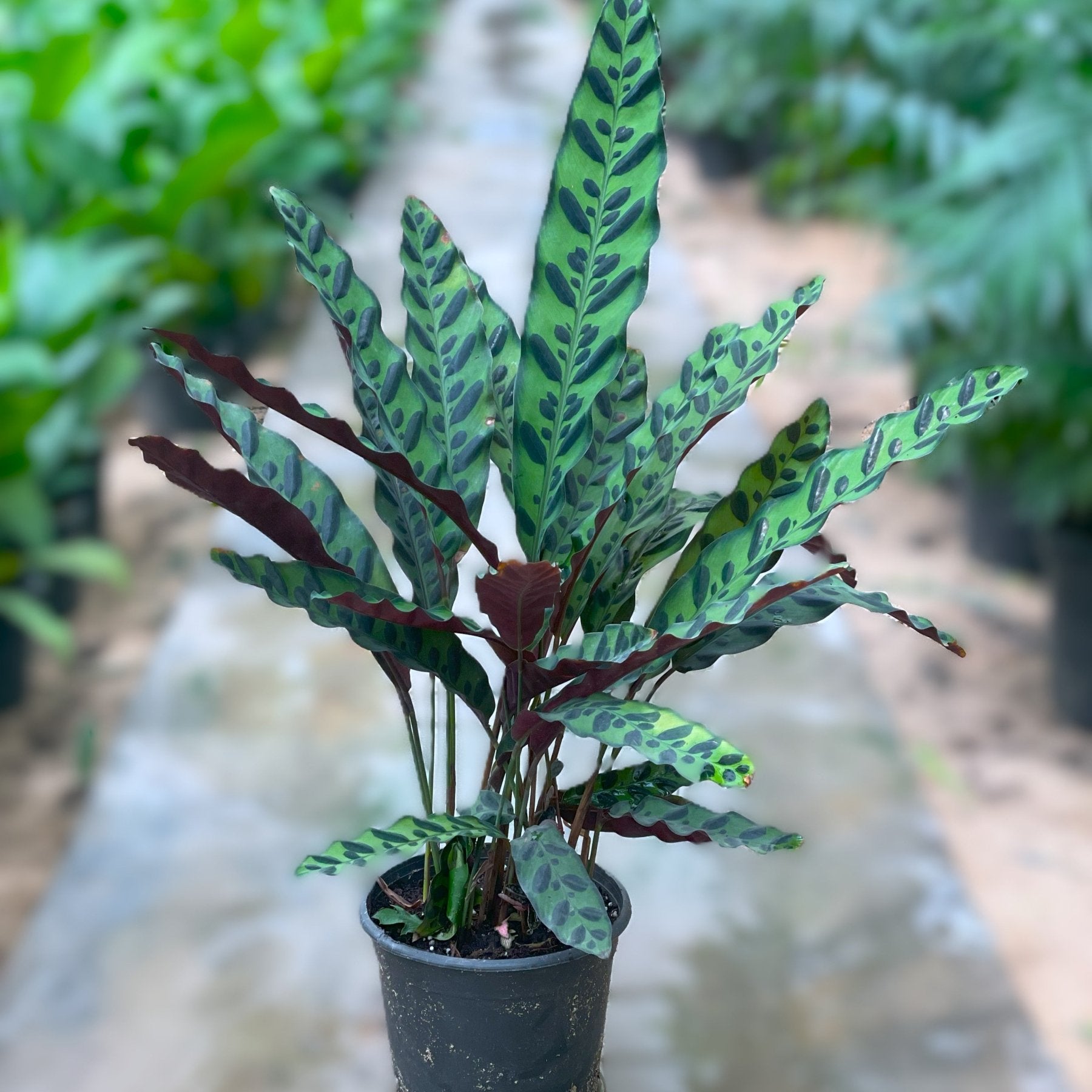 Calathea Snake - كلاثيا - Green Mist