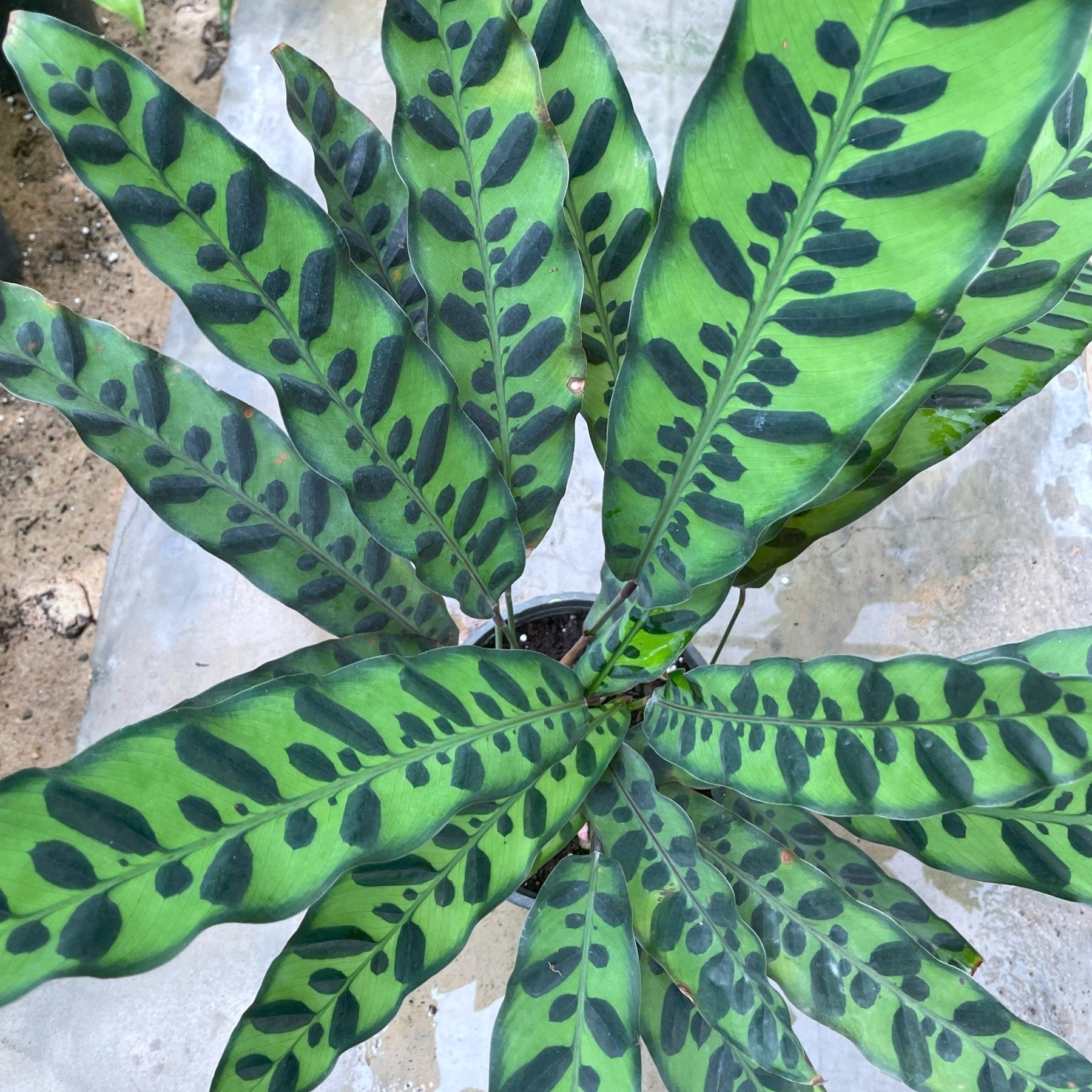 Calathea Snake - كلاثيا - Green Mist