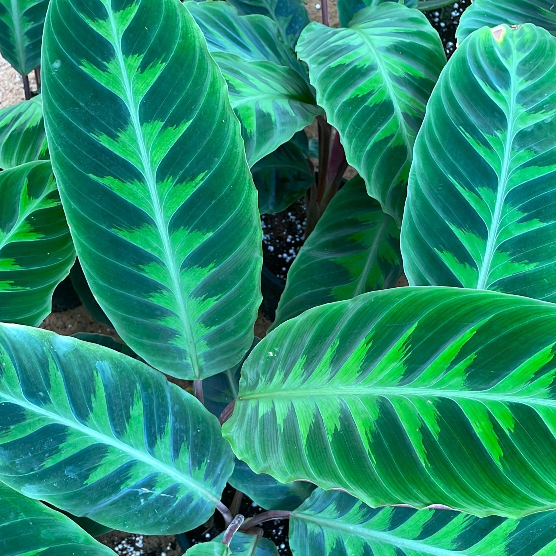 Calathea Warszewicczii - كلاثيا - Green Mist