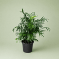 Chamaedorea Elegans - شمادوريا اليجانس - Green Mist