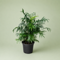 Chamaedorea Elegans plant - شمادوريا اليجانس