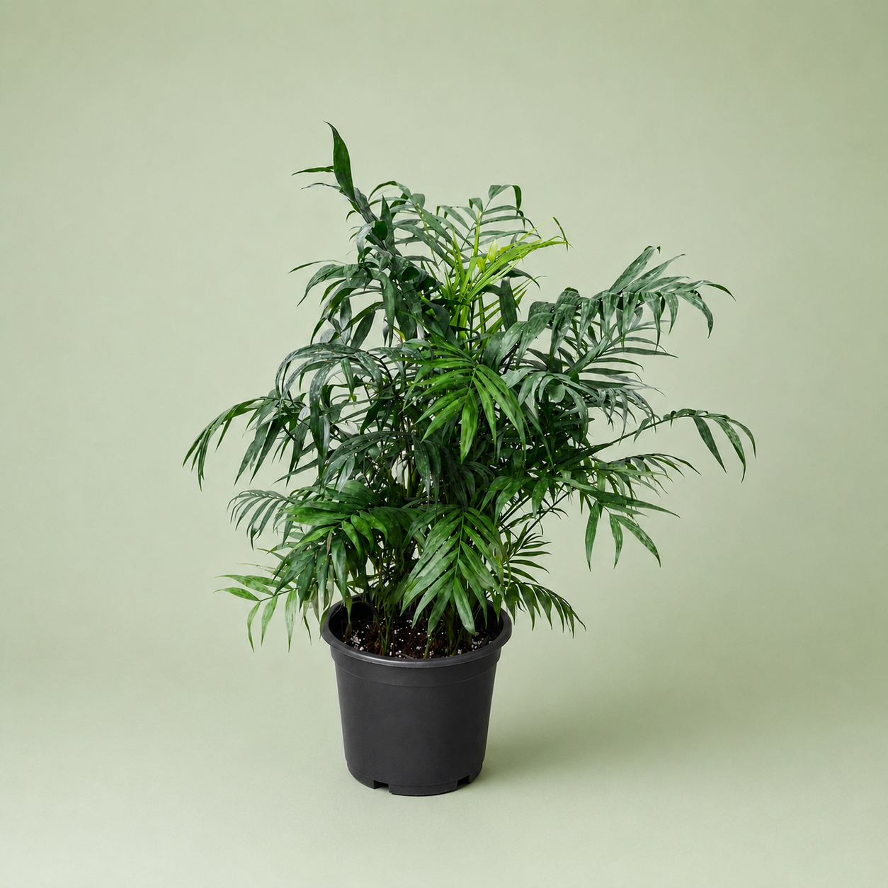 Chamaedorea Elegans plant - شمادوريا اليجانس
