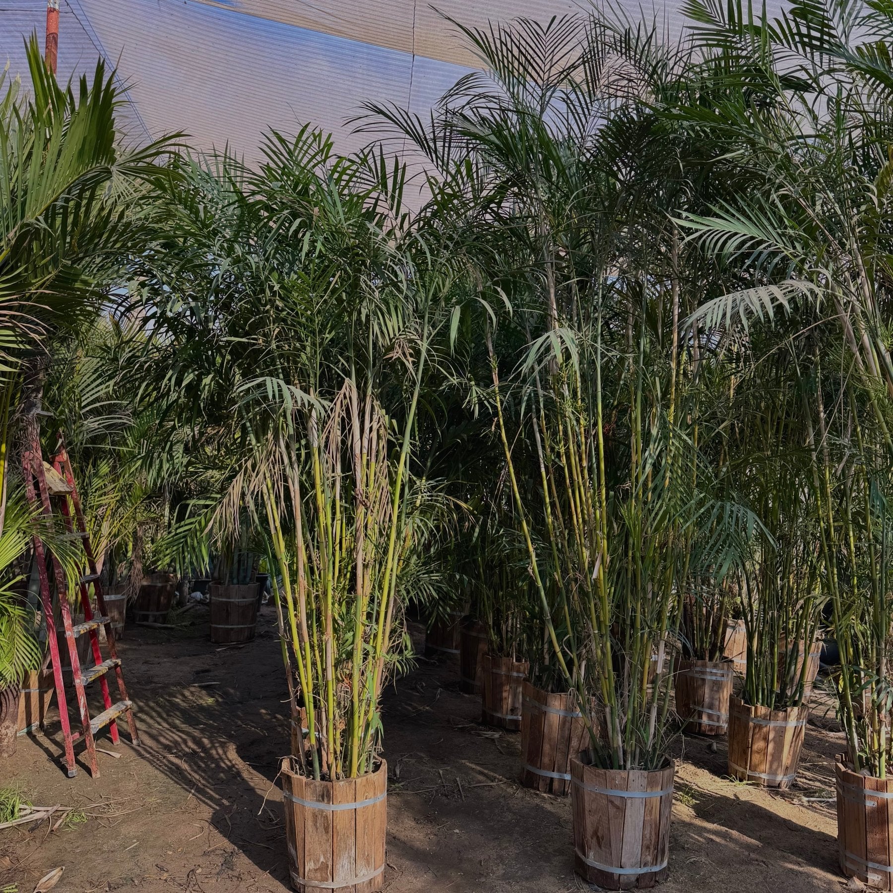 Chamaedorea Palm - Green Mist