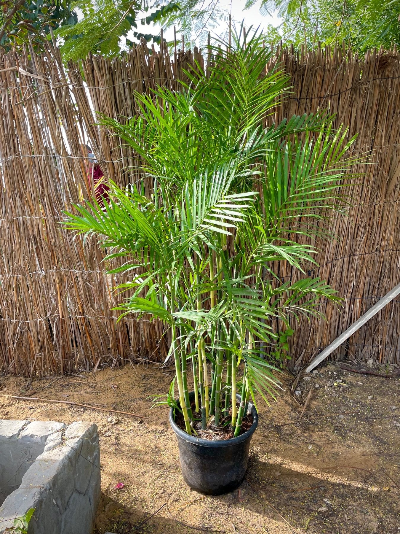 Chamaedorea Palm - Green Mist