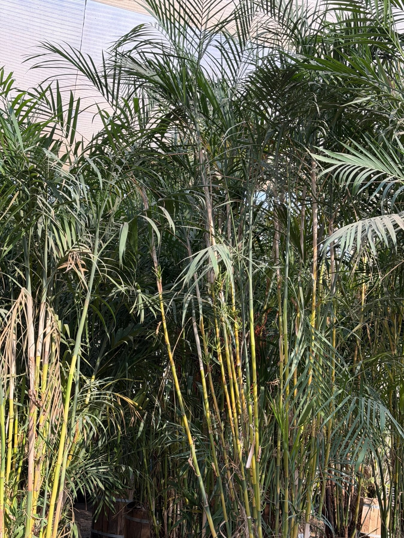 Chamaedorea Palm - Green Mist