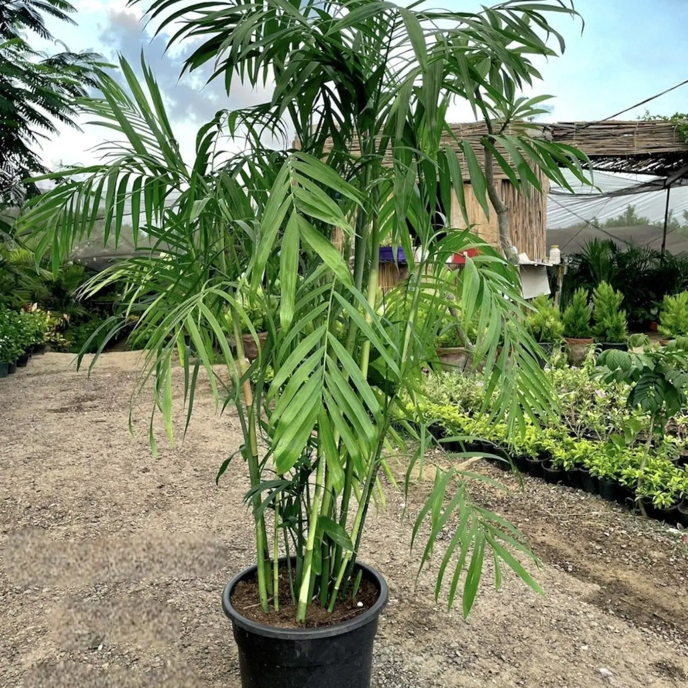 Chamaedorea - شمادوريا بامبو - Green Mist