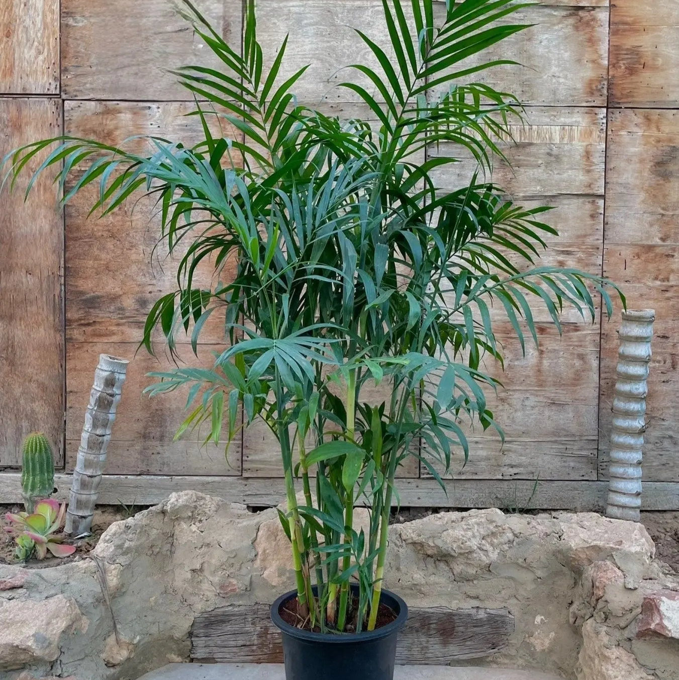 Chamaedorea - شمادوريا بامبو - Green Mist