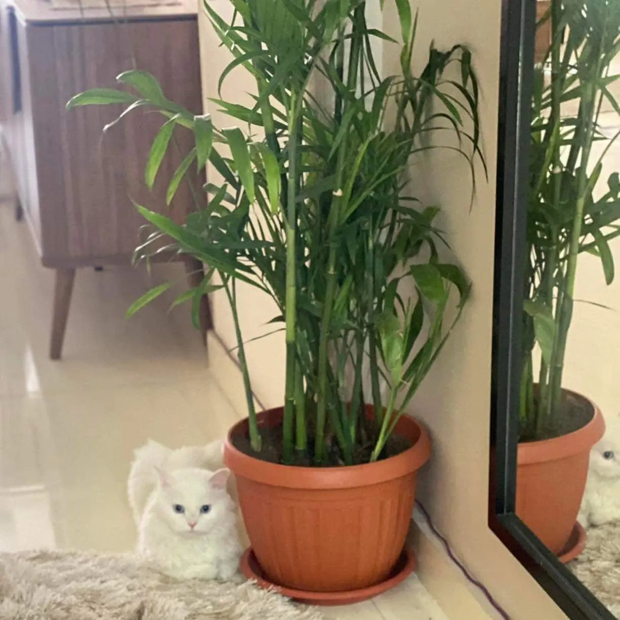 Chamaedorea - شمادوريا بامبو - Green Mist