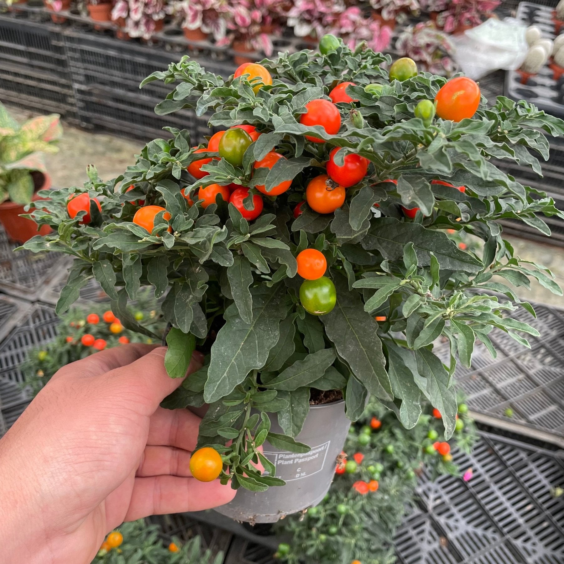 Christmas Cherry - Green Mist