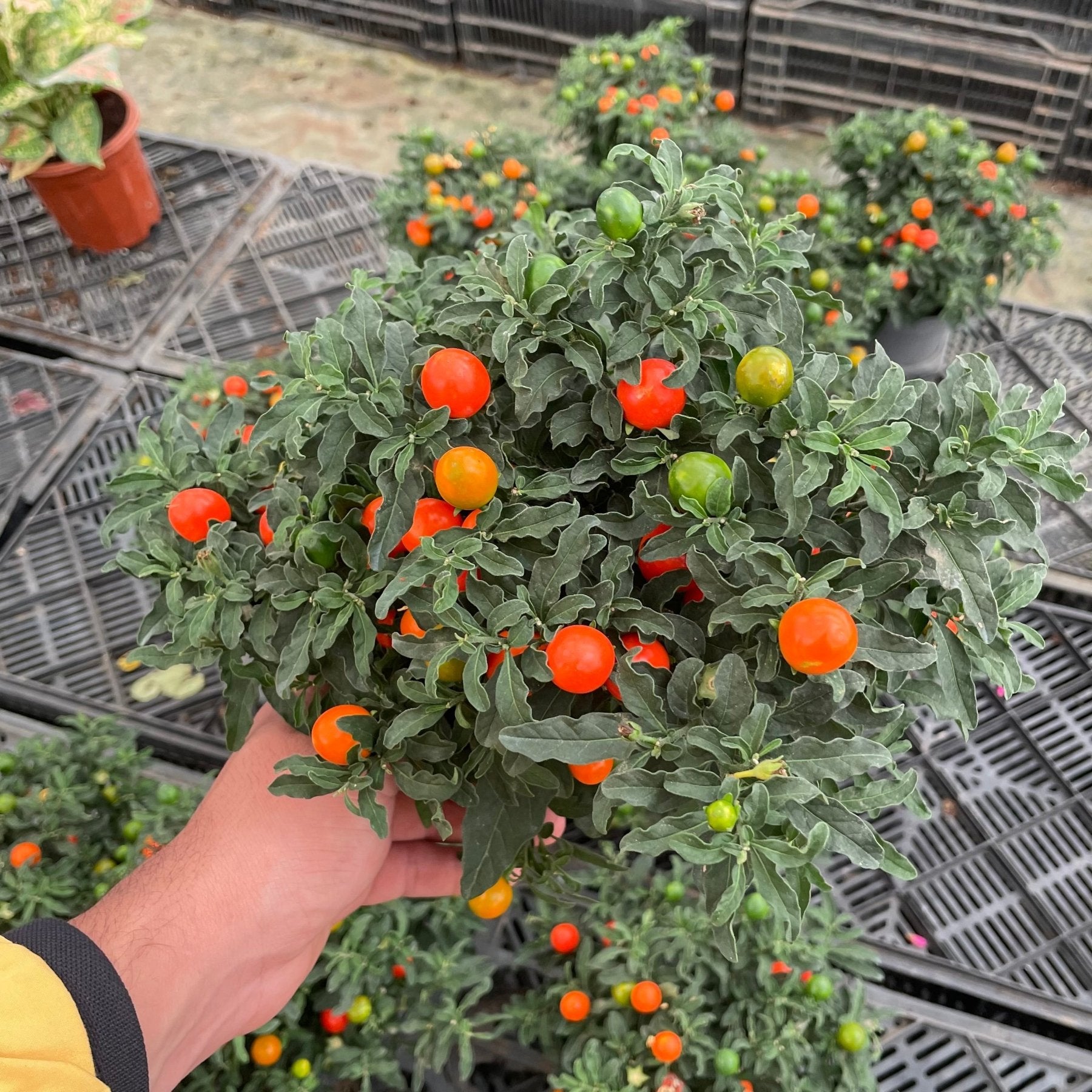 Christmas Cherry - Green Mist