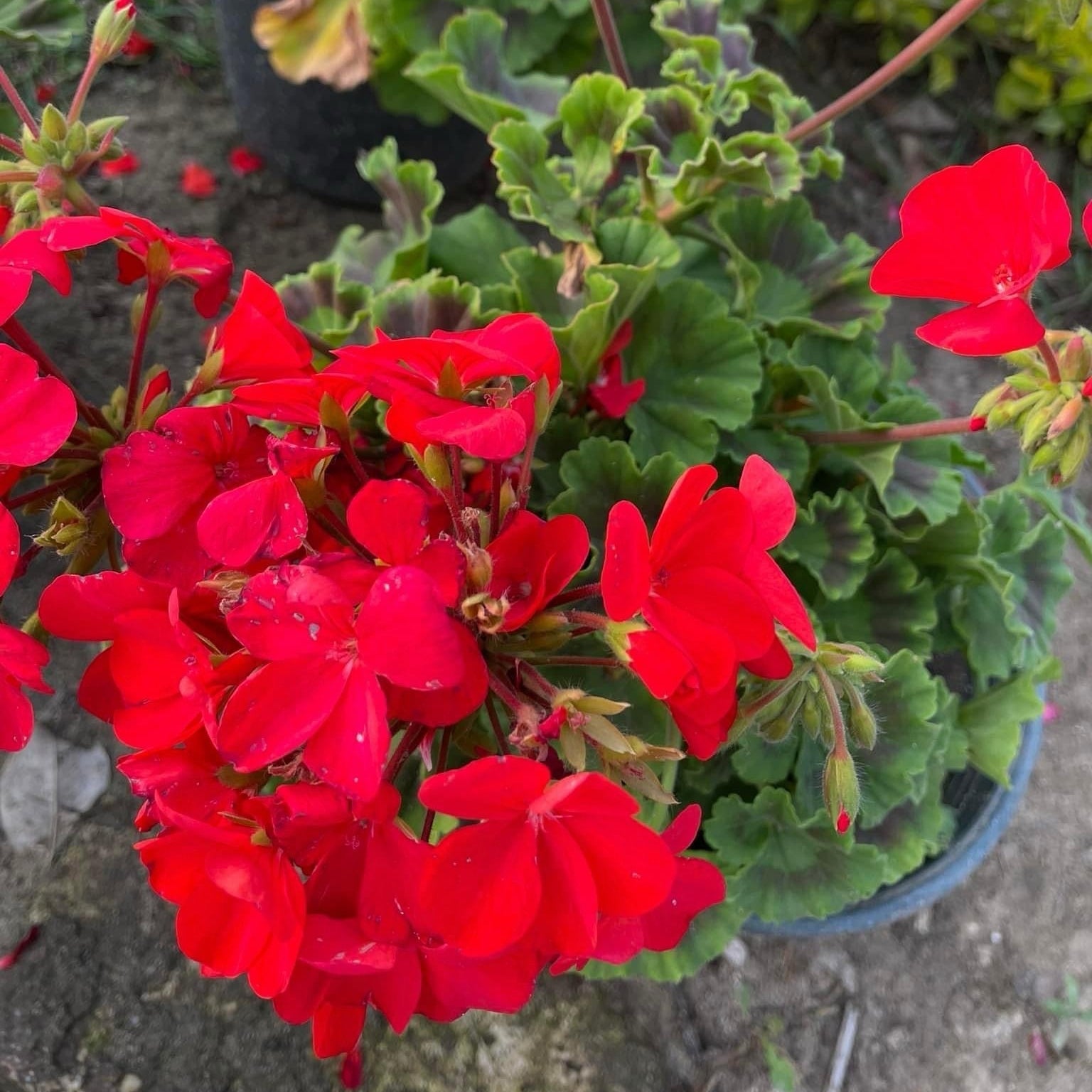 چيرونيوم - Green Mist