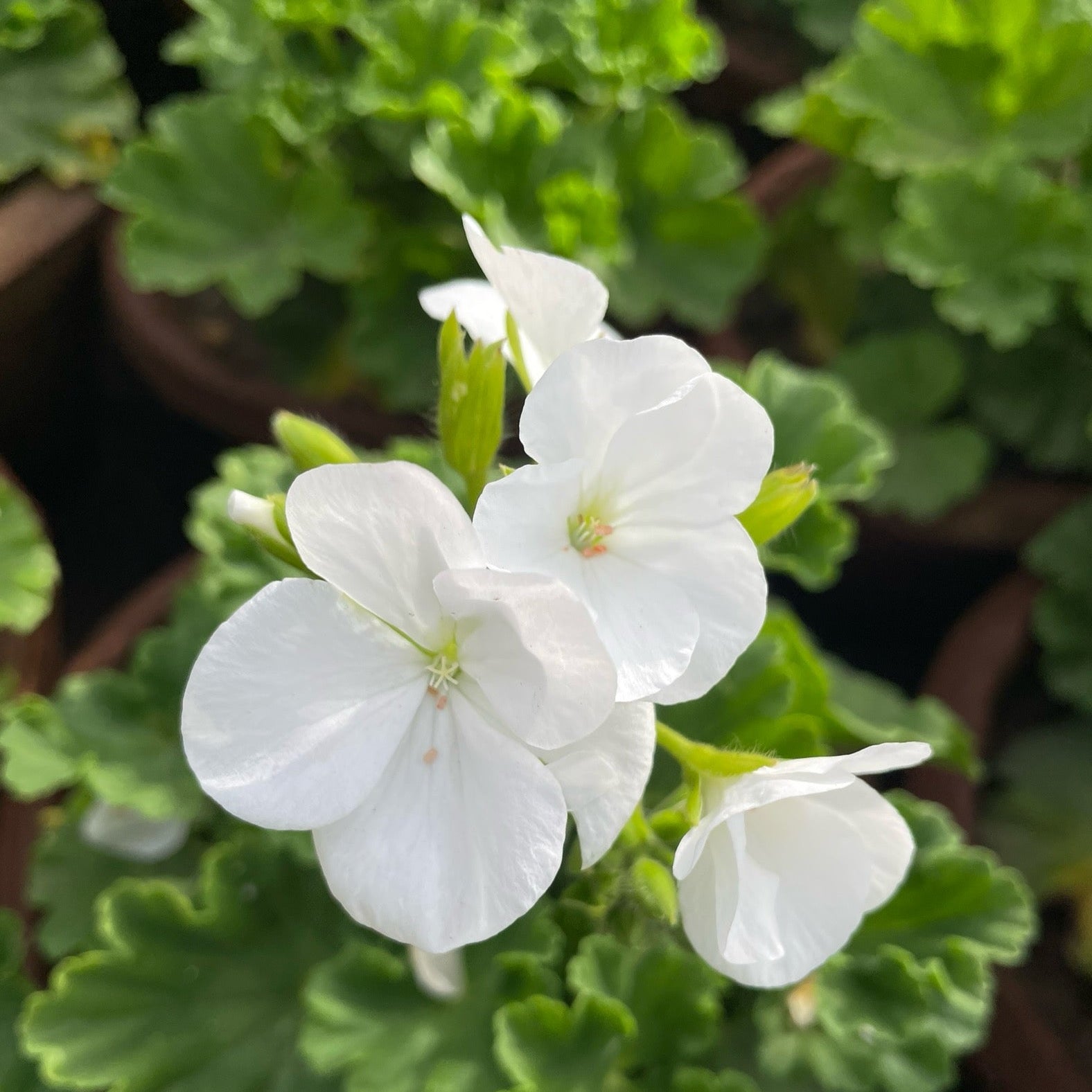 چيرونيوم - Green Mist