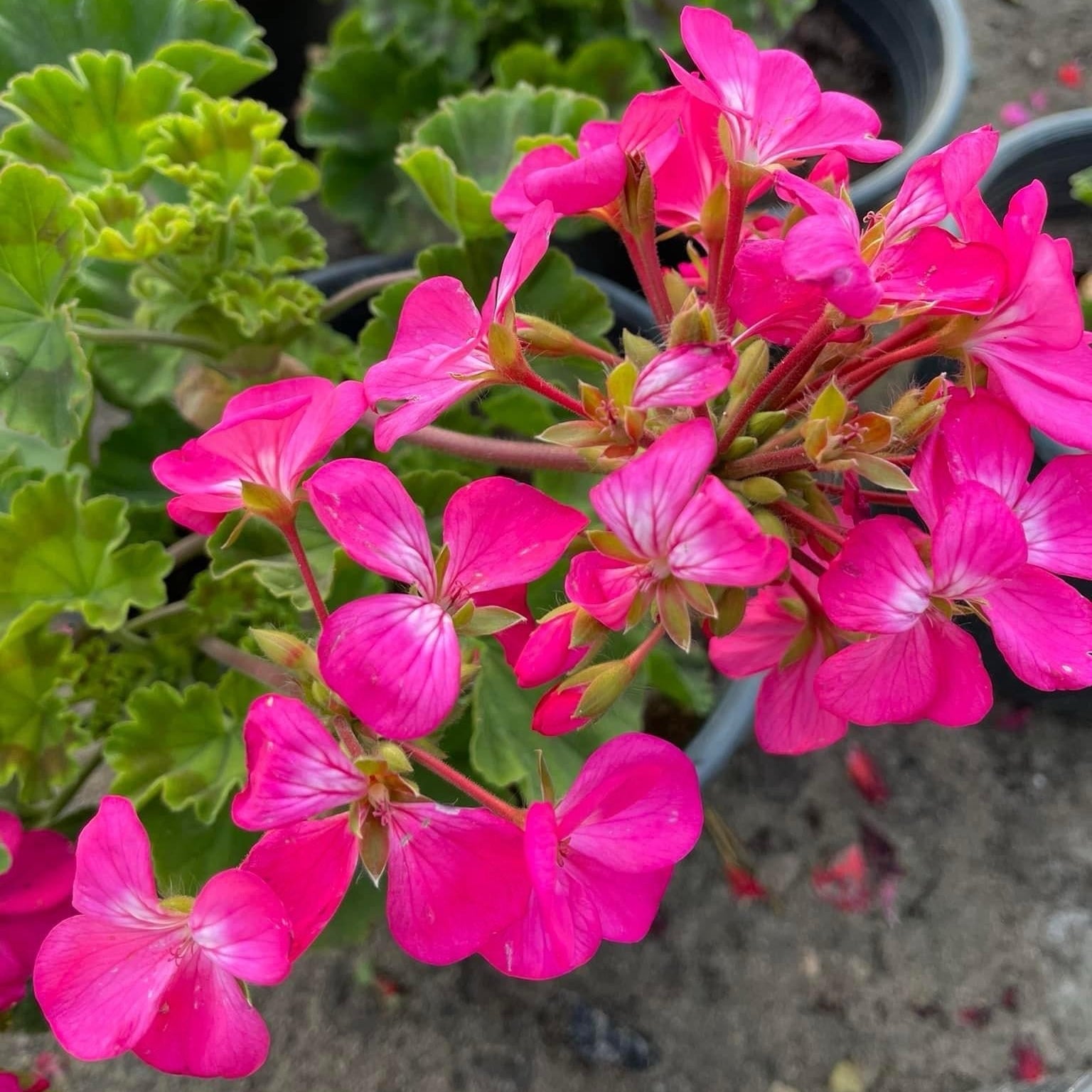 چيرونيوم - Green Mist