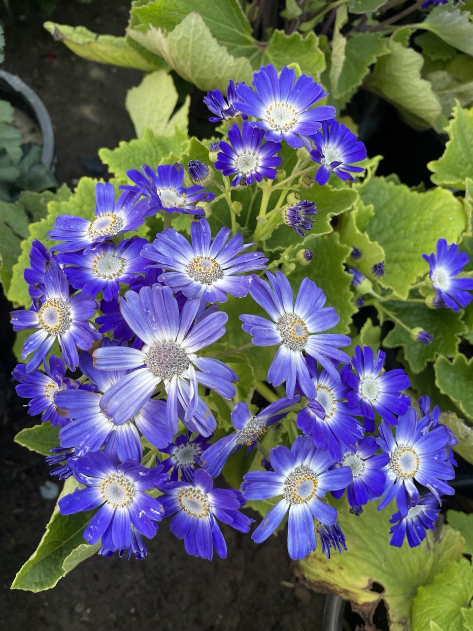Cineraria - سنانير - Green Mist