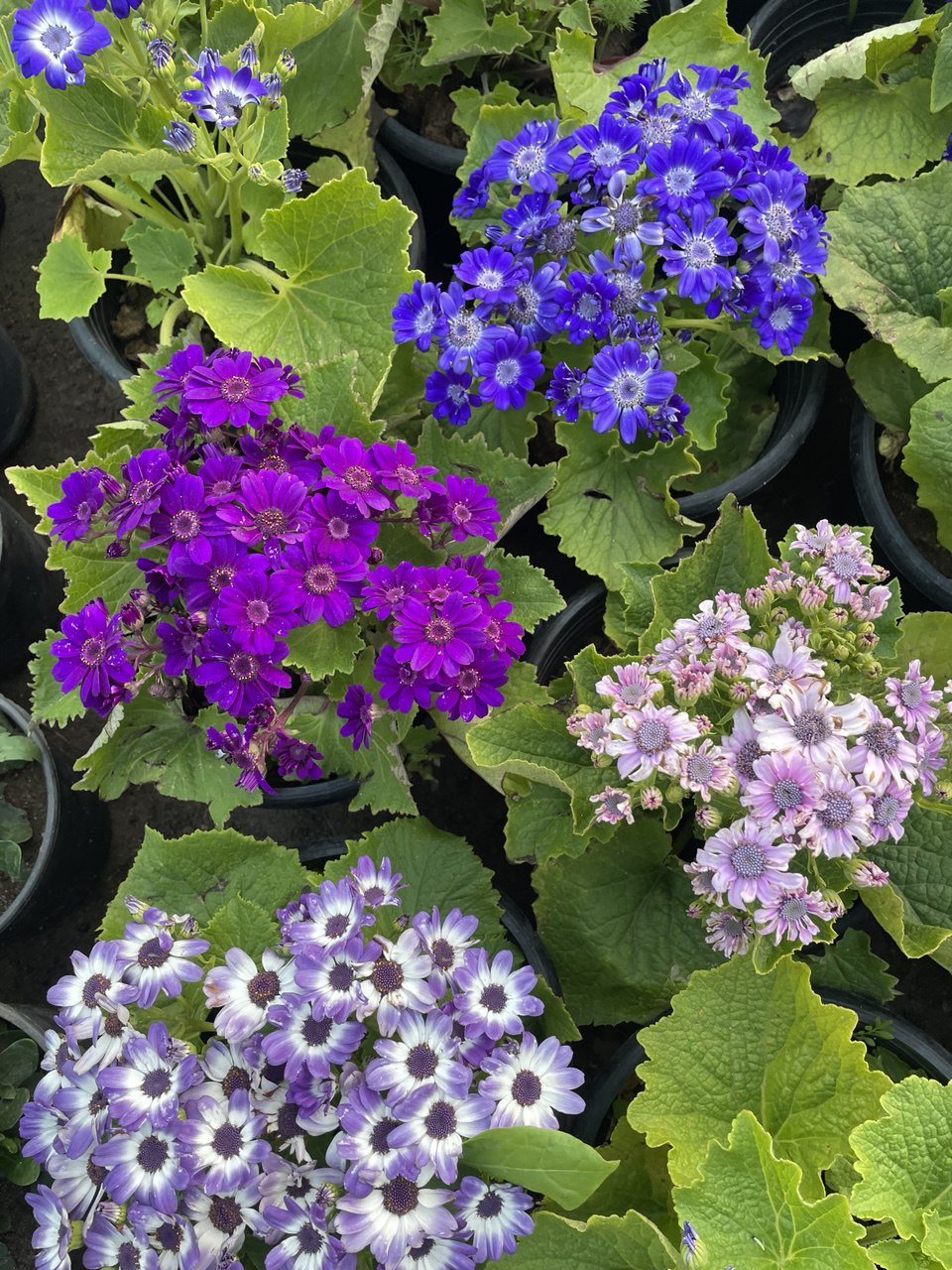 Cineraria - سنانير - Green Mist
