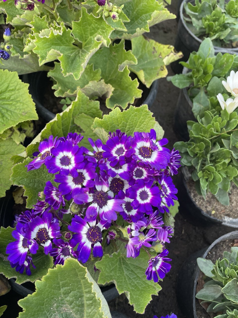 Cineraria - سنانير - Green Mist