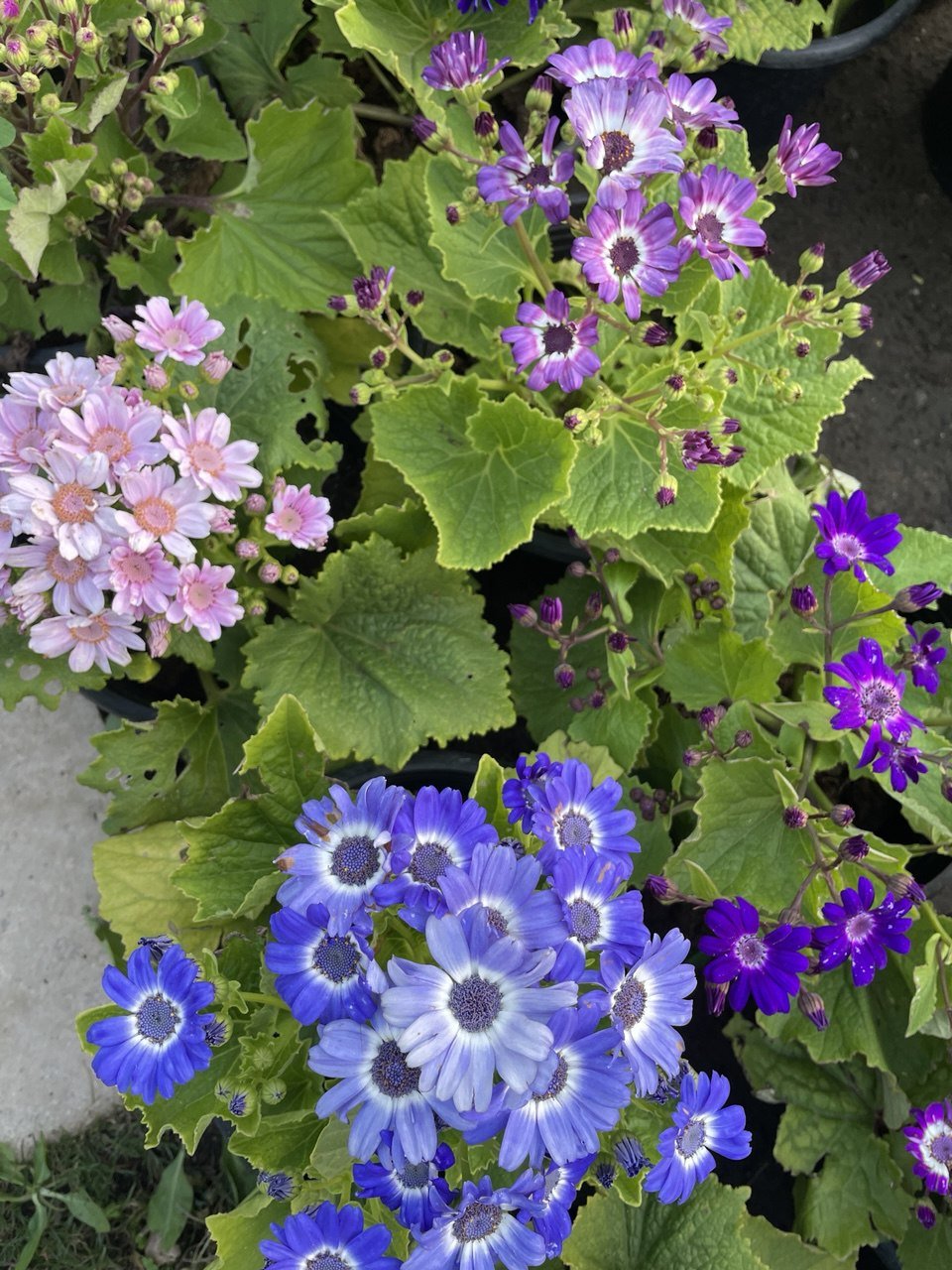 Cineraria - سنانير - Green Mist