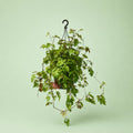 Cissus Hanging - سيسس معلق