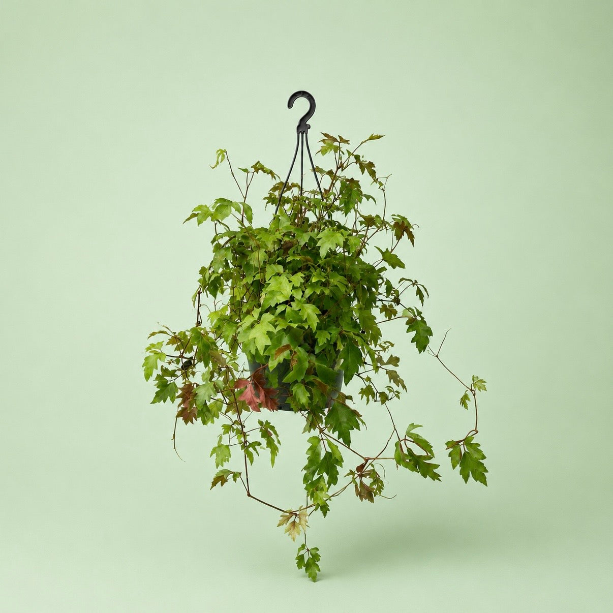 Cissus Hanging - سيسس معلق