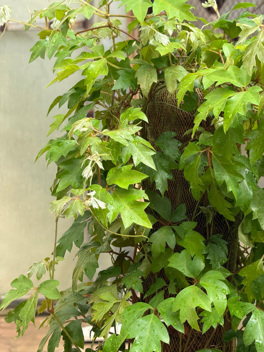 Cissus Stick - سيسس ستيك real plant photo