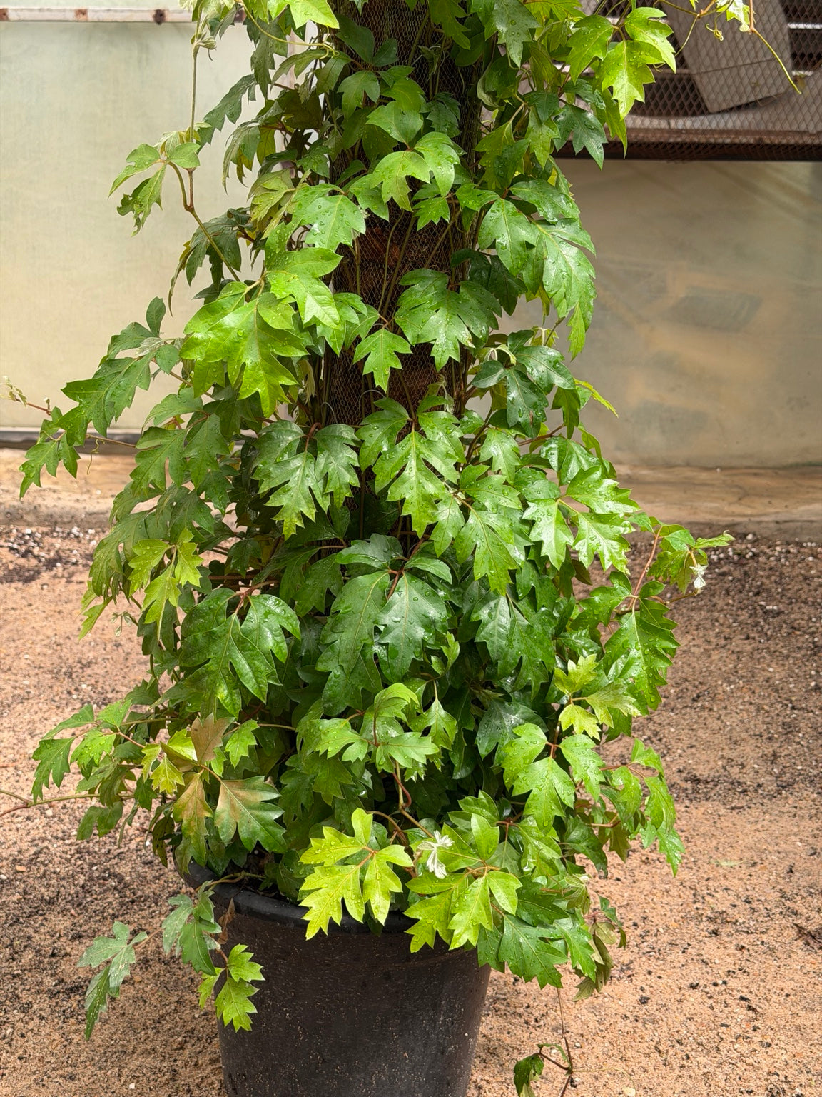 Cissus Stick - سيسس ستيك real plant photo