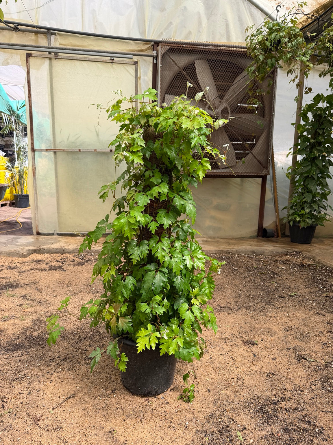 Cissus Stick - سيسس ستيك real plant photo