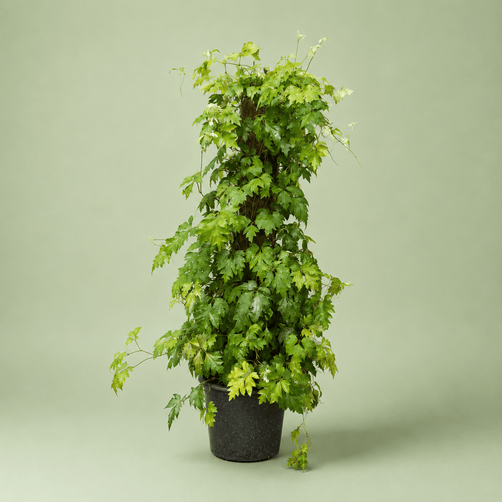 Cissus Stick - سيسس ستيك - Green Mist
