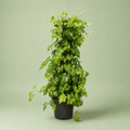 Cissus Stick - سيسس ستيك - Green Mist