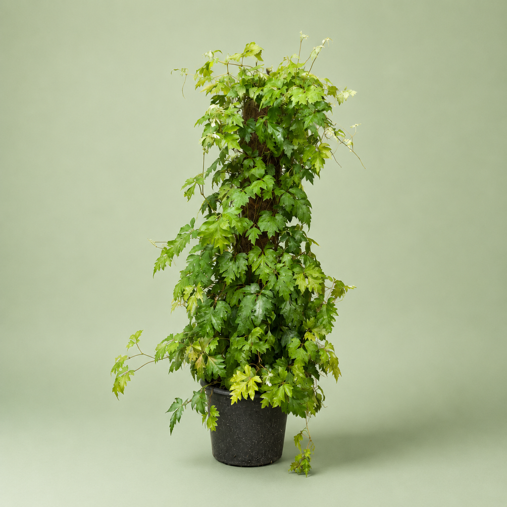 Cissus Stick plant - سيسس ستيك