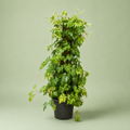 Cissus Stick plant - سيسس ستيك