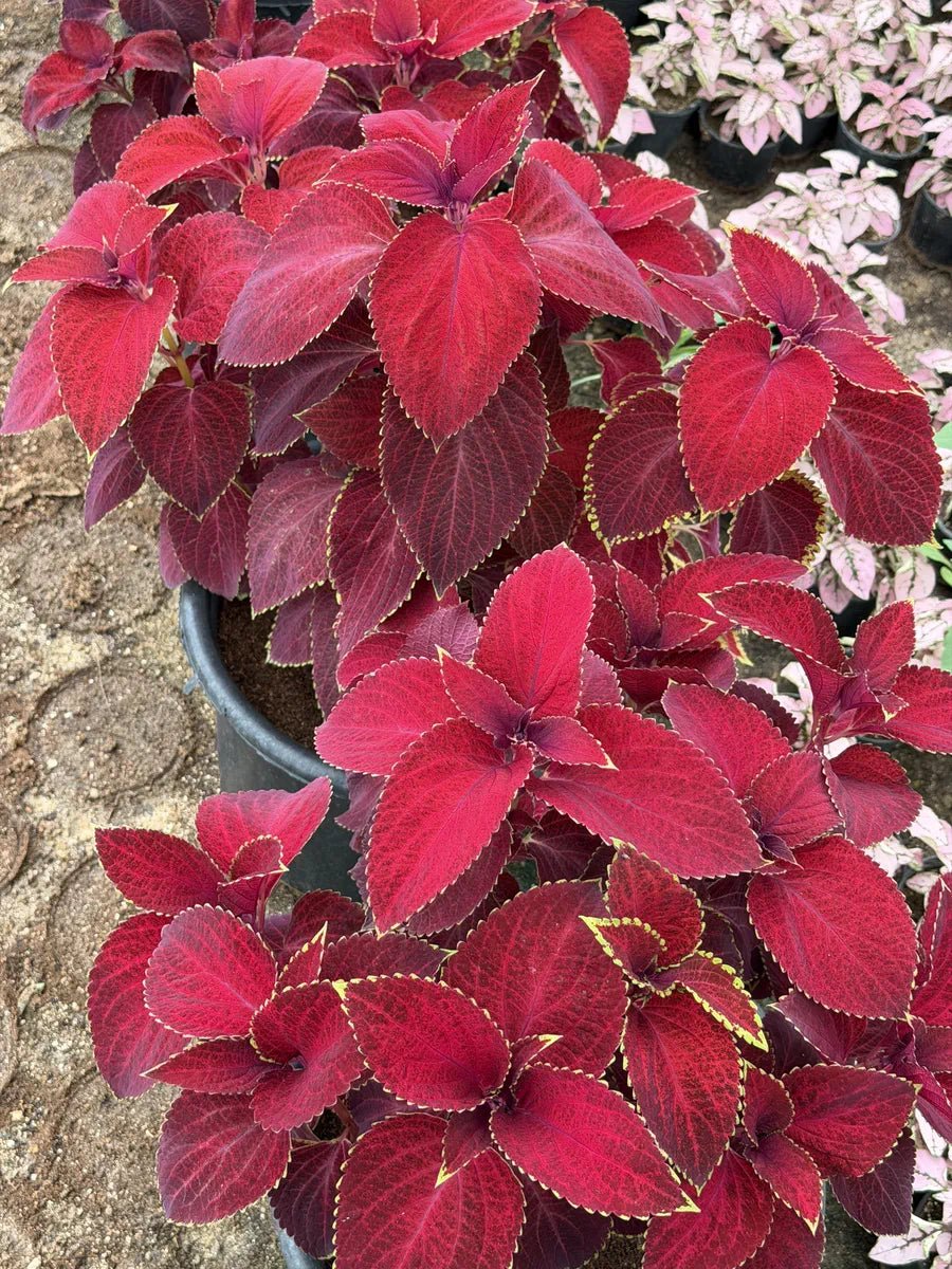 Coleus - كوليوس - Green Mist