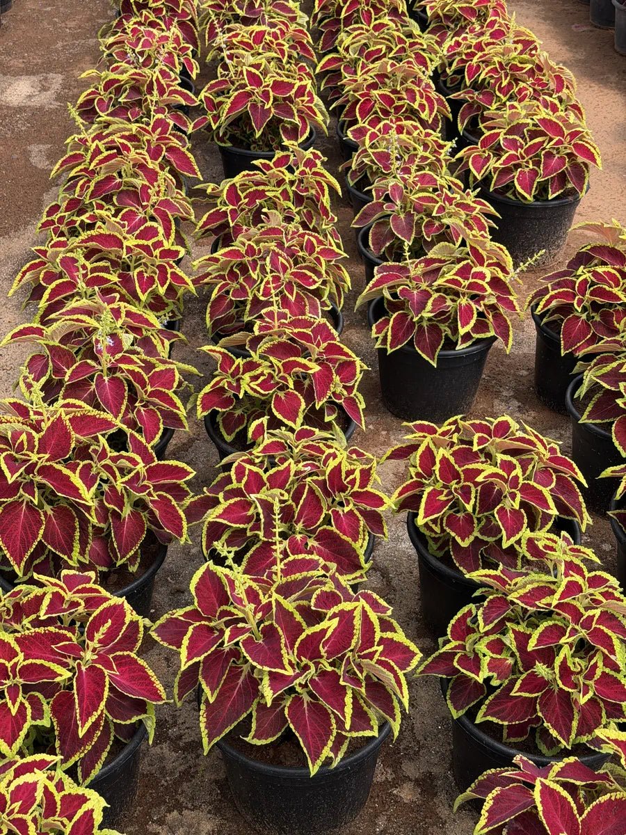 Coleus - كوليوس - Green Mist
