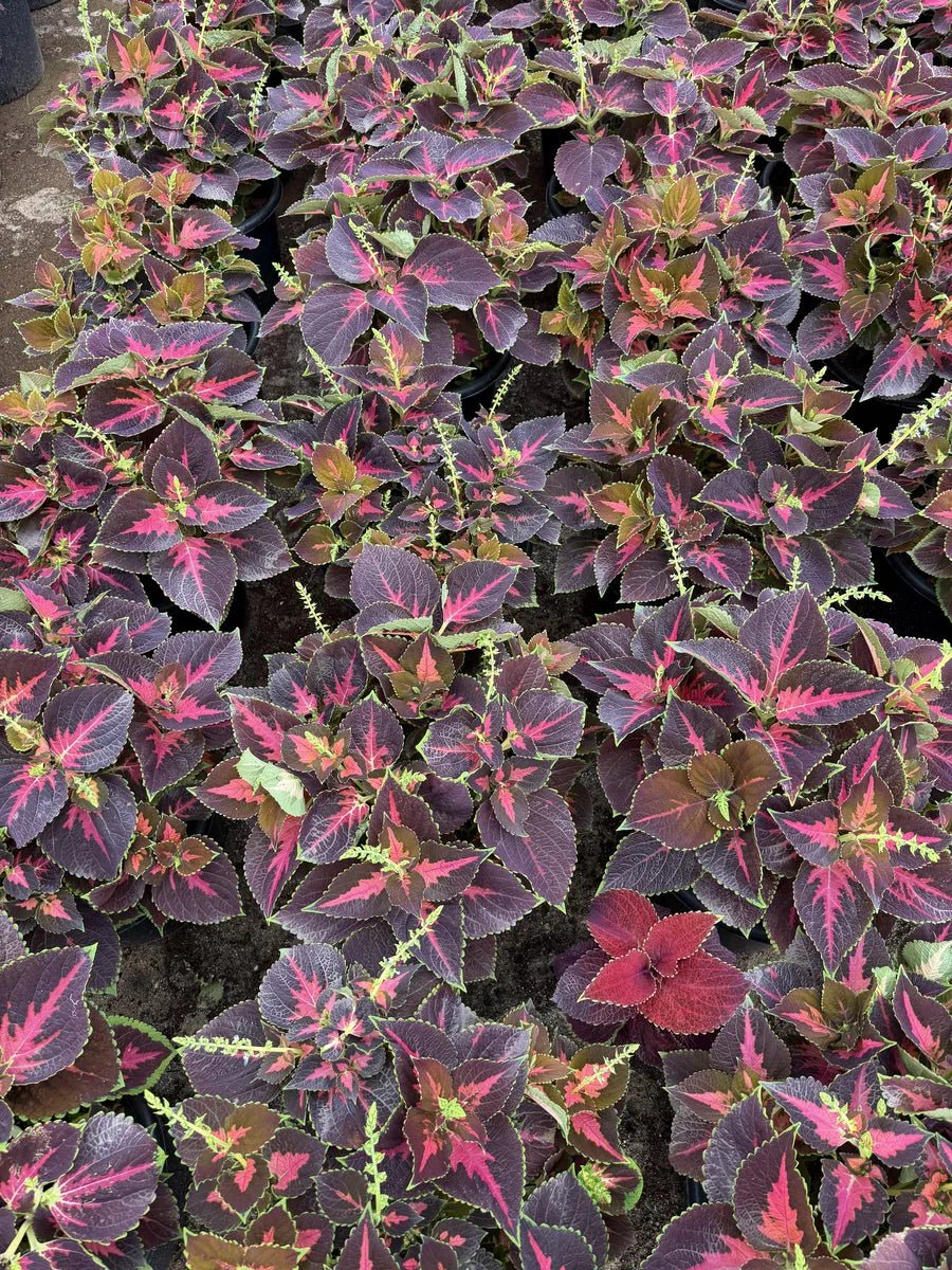 Coleus - كوليوس - Green Mist