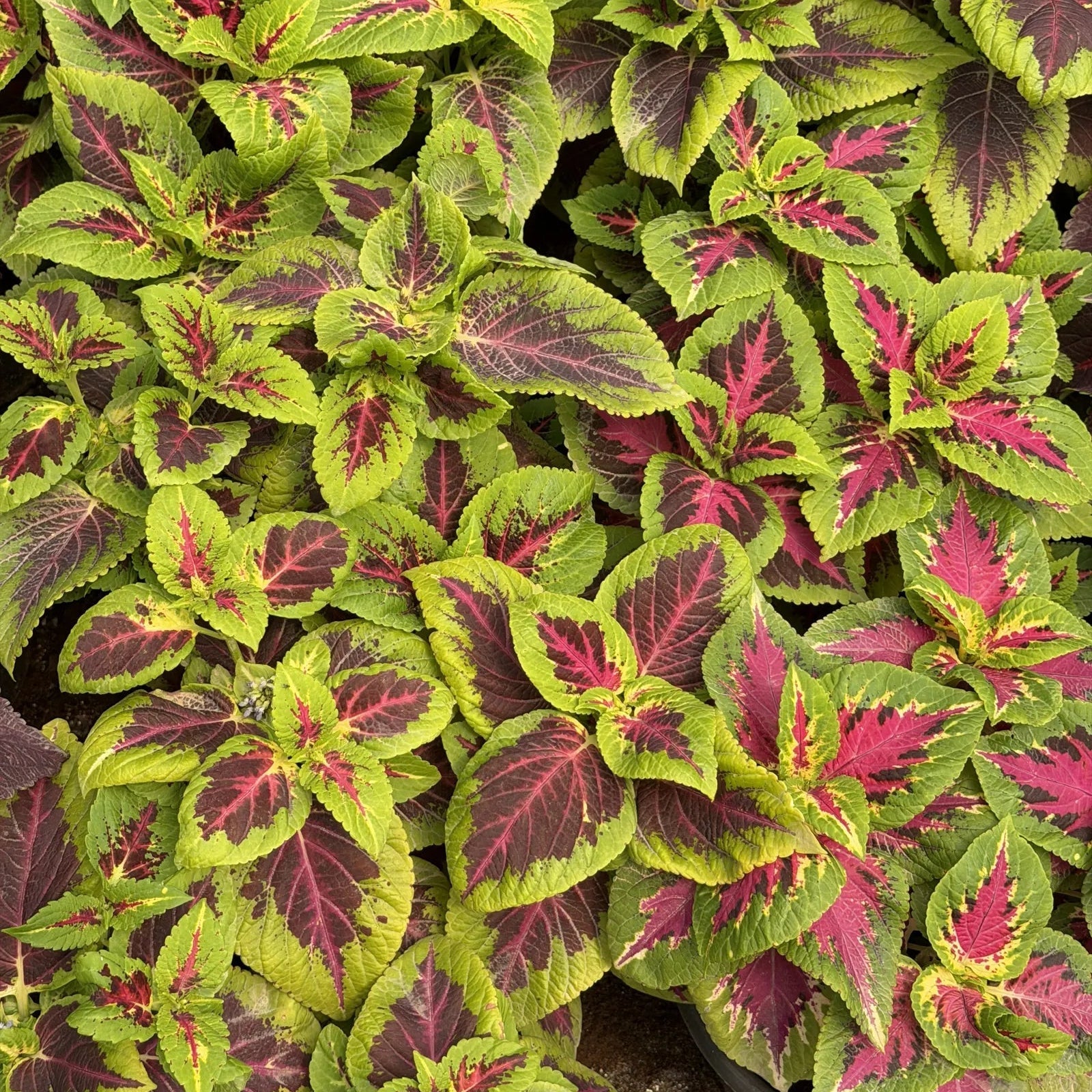 Coleus - كوليوس - Green Mist