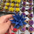 Colored Haworthia - هوارثيا ملونة - Green Mist