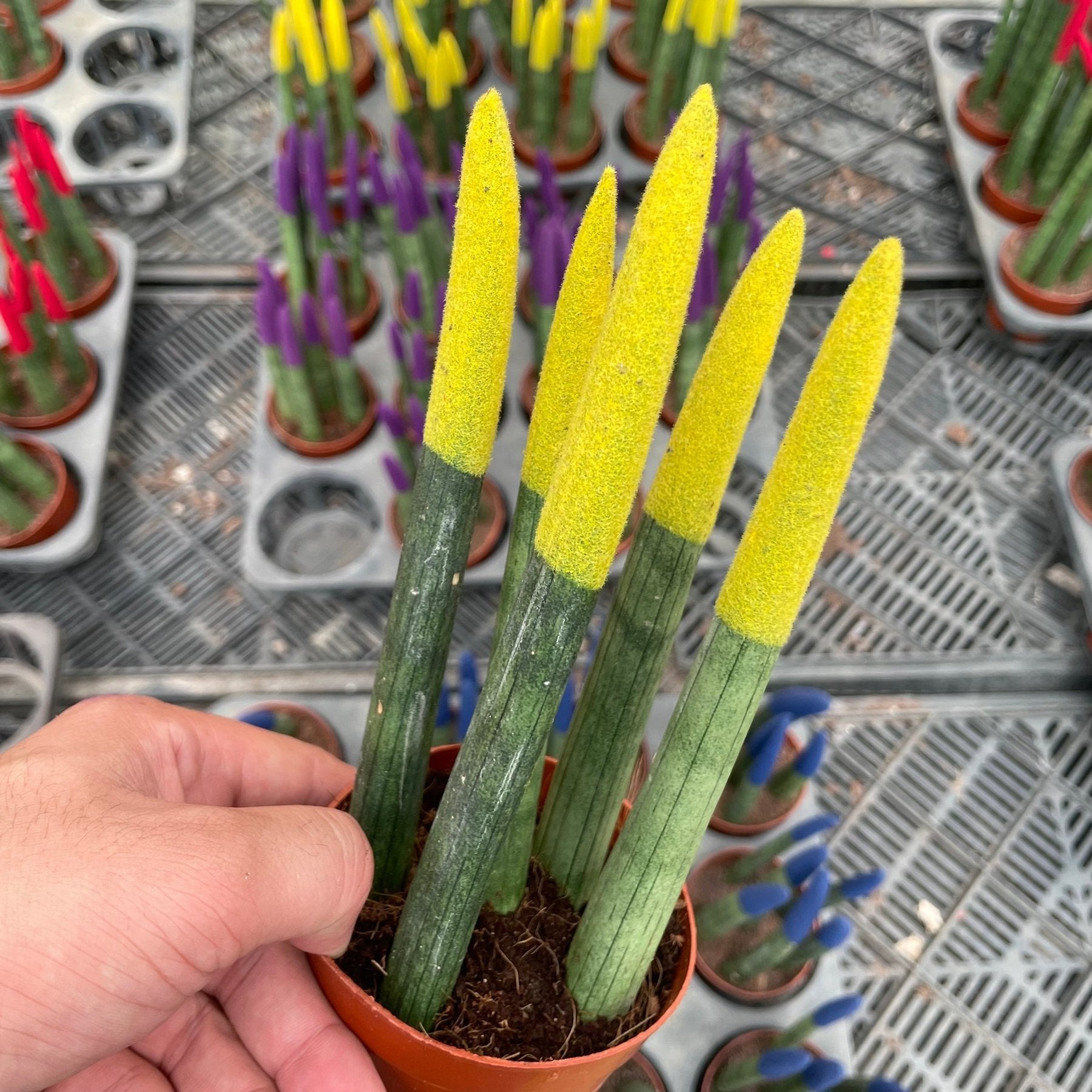 Colored Sansevieria - سانسفيريا ملونة - Green Mist