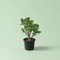 Crassula Ovata - شجرة اليشم