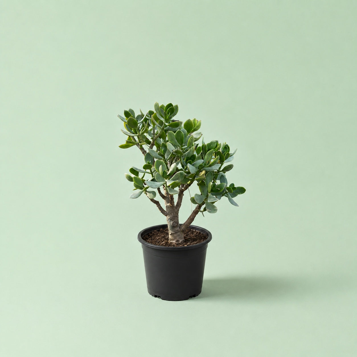 Crassula Ovata - شجرة اليشم