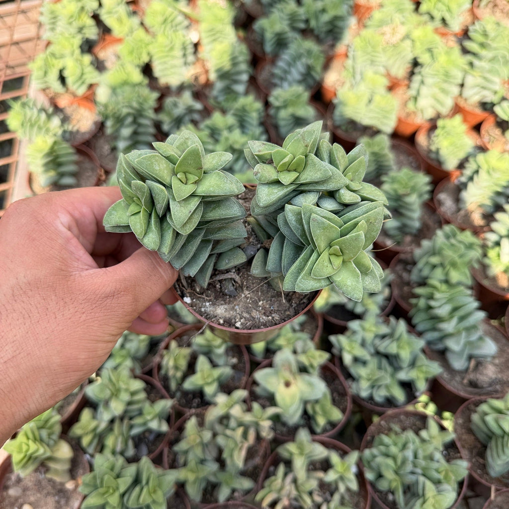 Crassula Perforata - Green Mist