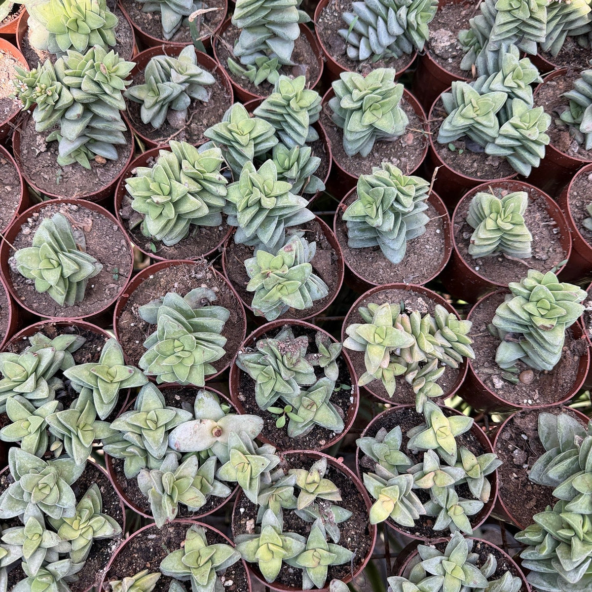 Crassula Perforata - Green Mist